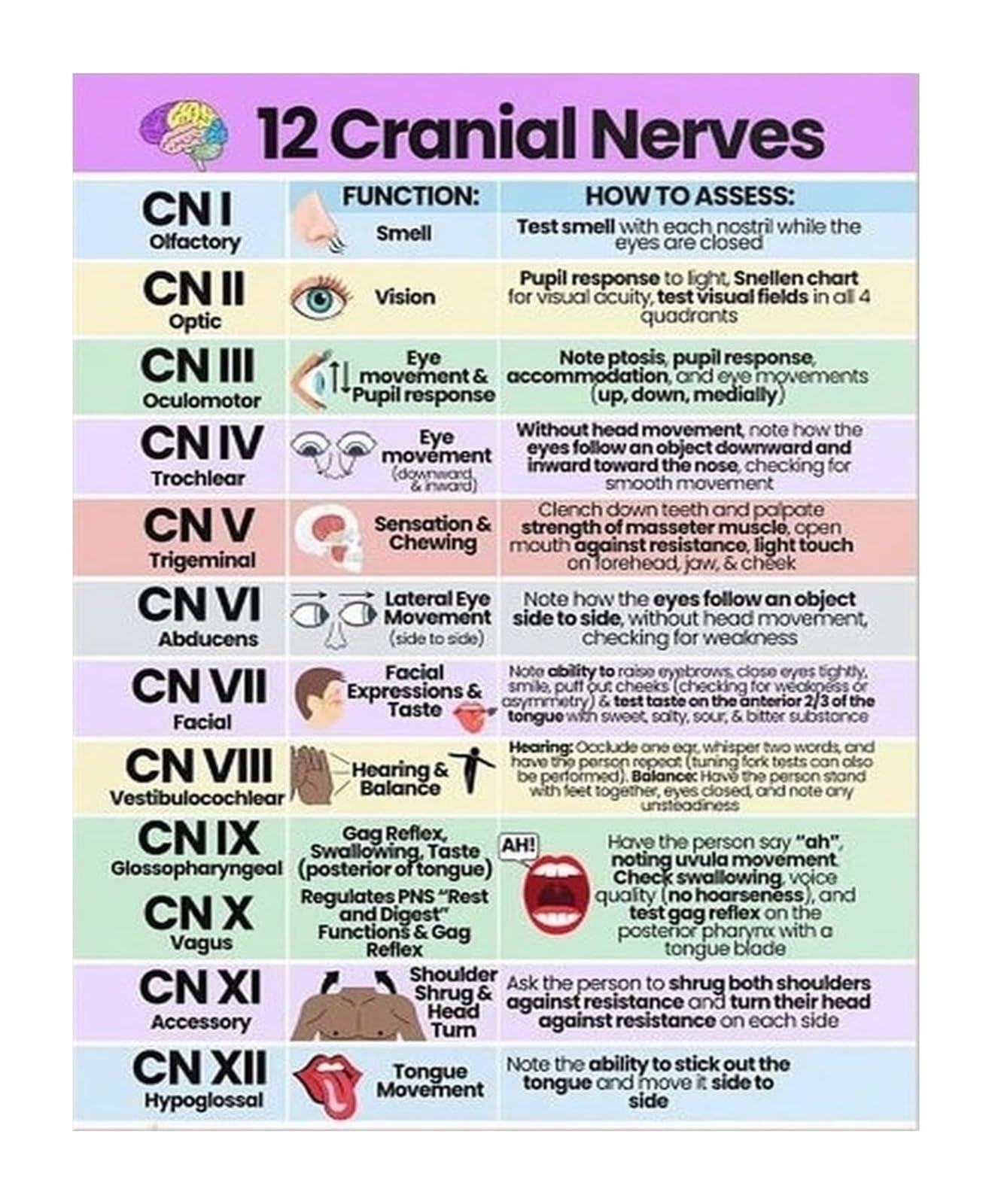 WVPJJNXAFN Educational Wall Chart: Color-Coded Cranial Nerves for Anatomy & Neurology - for School or Office(Unframed,12x18inch(30x45cm))