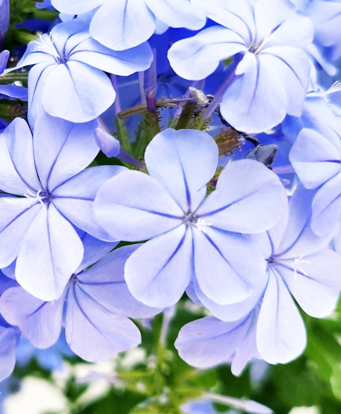 POWERS TO FLOWERS - PLUMBAGO XL, vaso 20 cm diametro, pianta vera