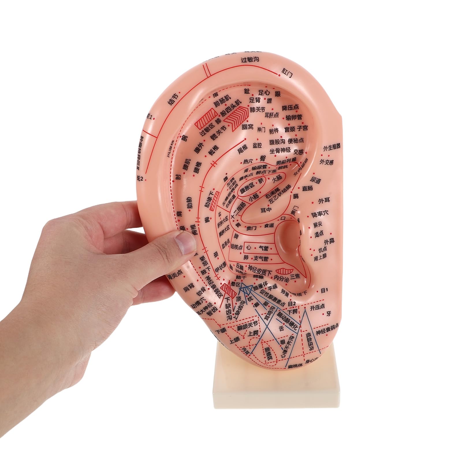 ibasenice Modelo de Aurícula para Acupuntura Soporte 23 Cm, Accesorio Educativo de Reflexología Auricular y Herramienta Práctica para Masaje y Enseñanza en Salones y Escuelas