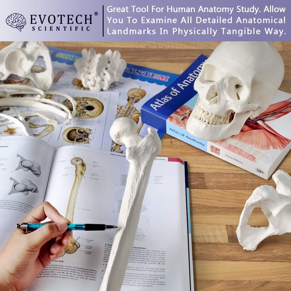 EVOTECH SCIENTIFIC Pełnowymiarowy ludzki szkielet o wysokości 67 cali do anatomii, w tym czaszki, kręgosłupa, kości, stawów dłoni i stóp
