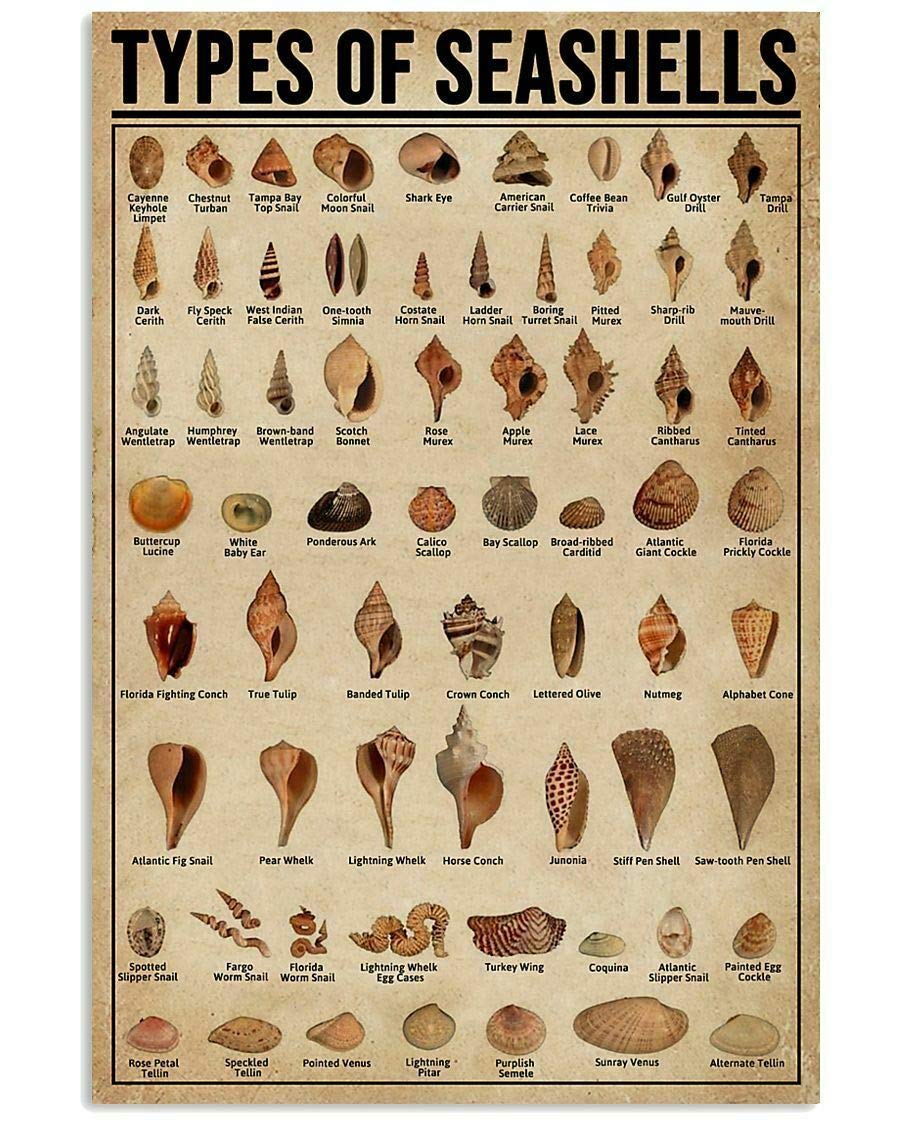 HOUVSSEN Types of Seashells Poster Knowledge Wall Décor Art for Collector Chart Metal Tin Sign School Metal Tin Signs 8x12 Inch