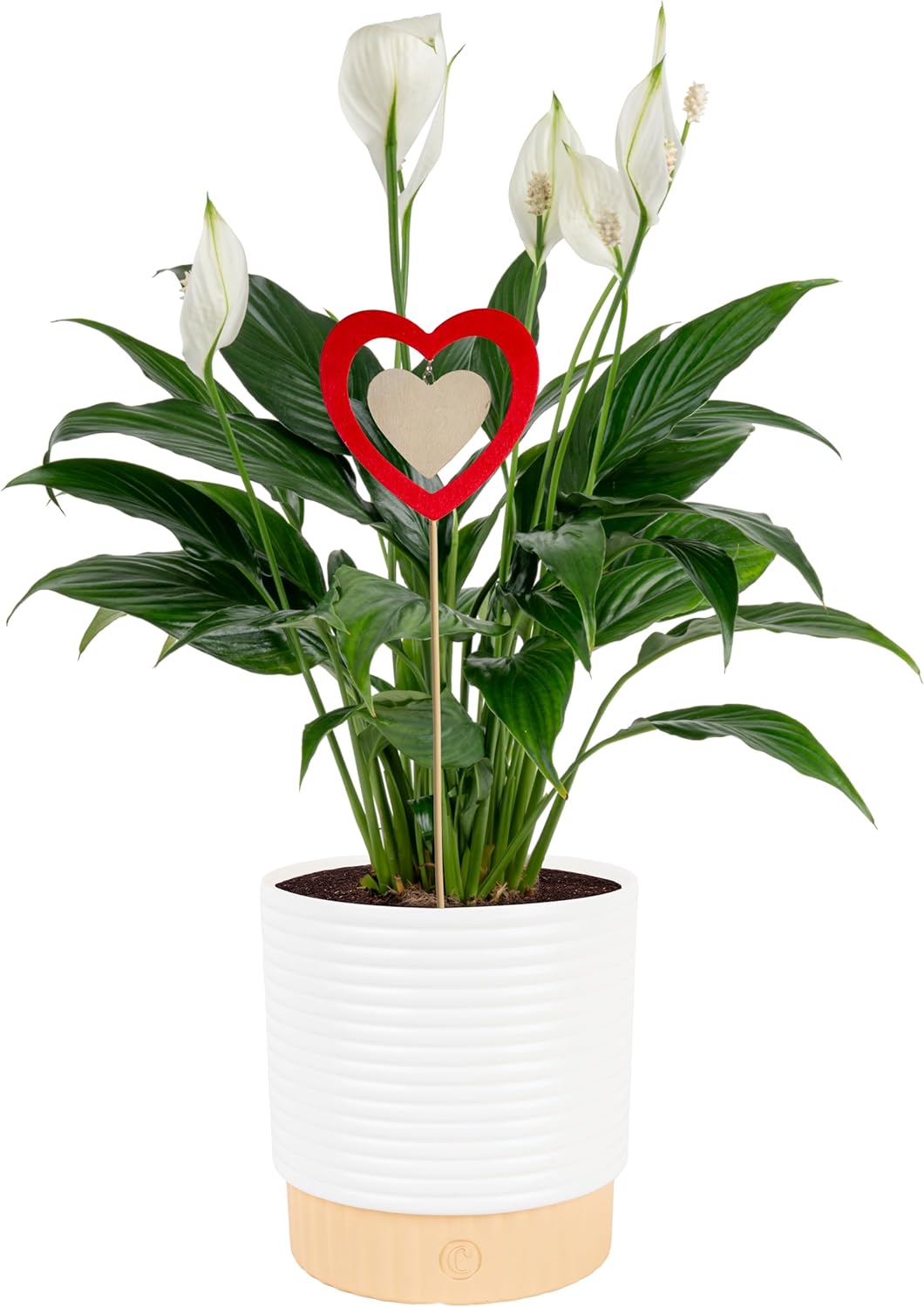 Costa Farms Peace Lily Live Plant in Decorative Pot | Air Purifying Indoor Houseplant, 14-24in Tall, Easy Care Gift