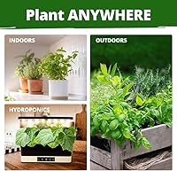 Vista 234 de HOME GROWN Semillas de diente de león para plantar 600 semillas de hierbas medicinales tradicionales (~ 0.01 oz) sin OMG cultivan hojas y flores