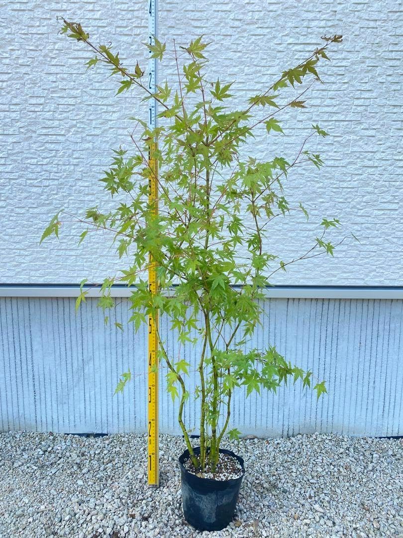 イロハモミジ イロハモミジ 株立ち 1m 露地 苗 株立ち H1.1m