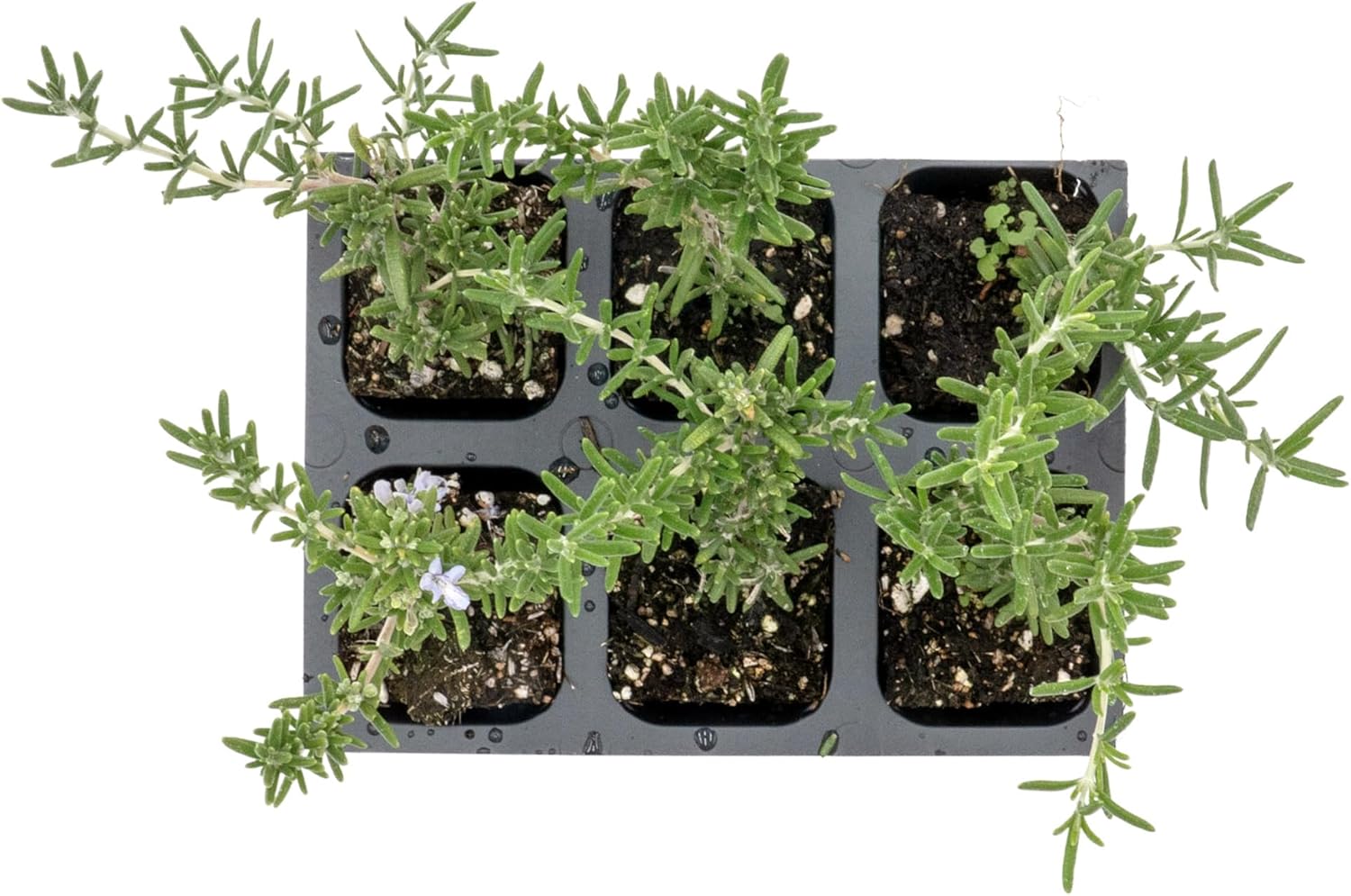 6 Creeping Rosemary in 2.5” Nursery Cubes (Rosmarinus officinalis ‘Prostratus’) | Evergreen Aromatic Groundcover Herb for Rock Gardens, Walls & Containers | Ready-to-Plant Live Starter Plants