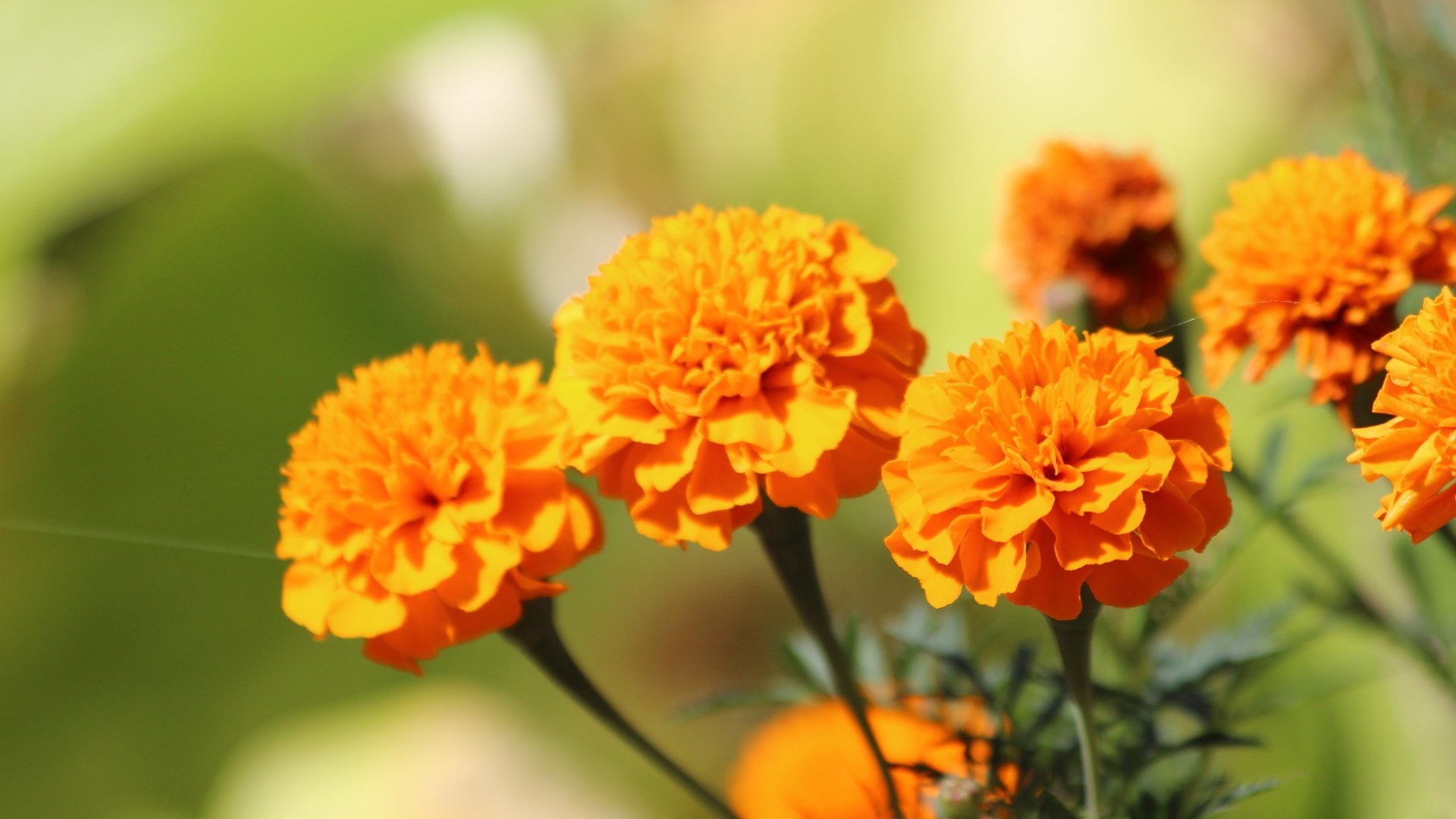 SriSatymev ® Marigold Hazari Seeds (25 Seeds) (B01LWM9734) Amazon Price History, Amazon Price Tracker