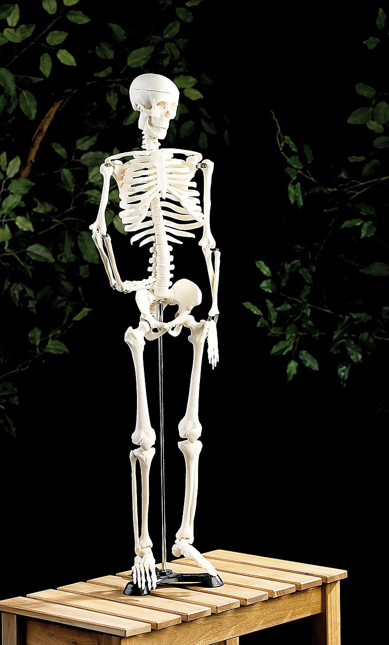 newgen medicals Deko Skelett: Original Lehrmittel Anatomie Skelett auf Ständer, 85 cm (Anatomisches, menschliches, Stativ)