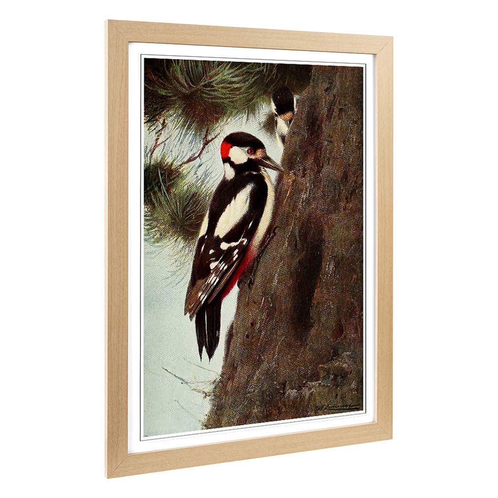 Big Box Art Framed Print of Vintage W Kuhnert Spotted Woodpecker Design | Wall Art Picture | Home Decor for Kitchen, Living Room, Bedroom, Hallway, Oak, A2 / 24.5x18 Inch / 62x45cm