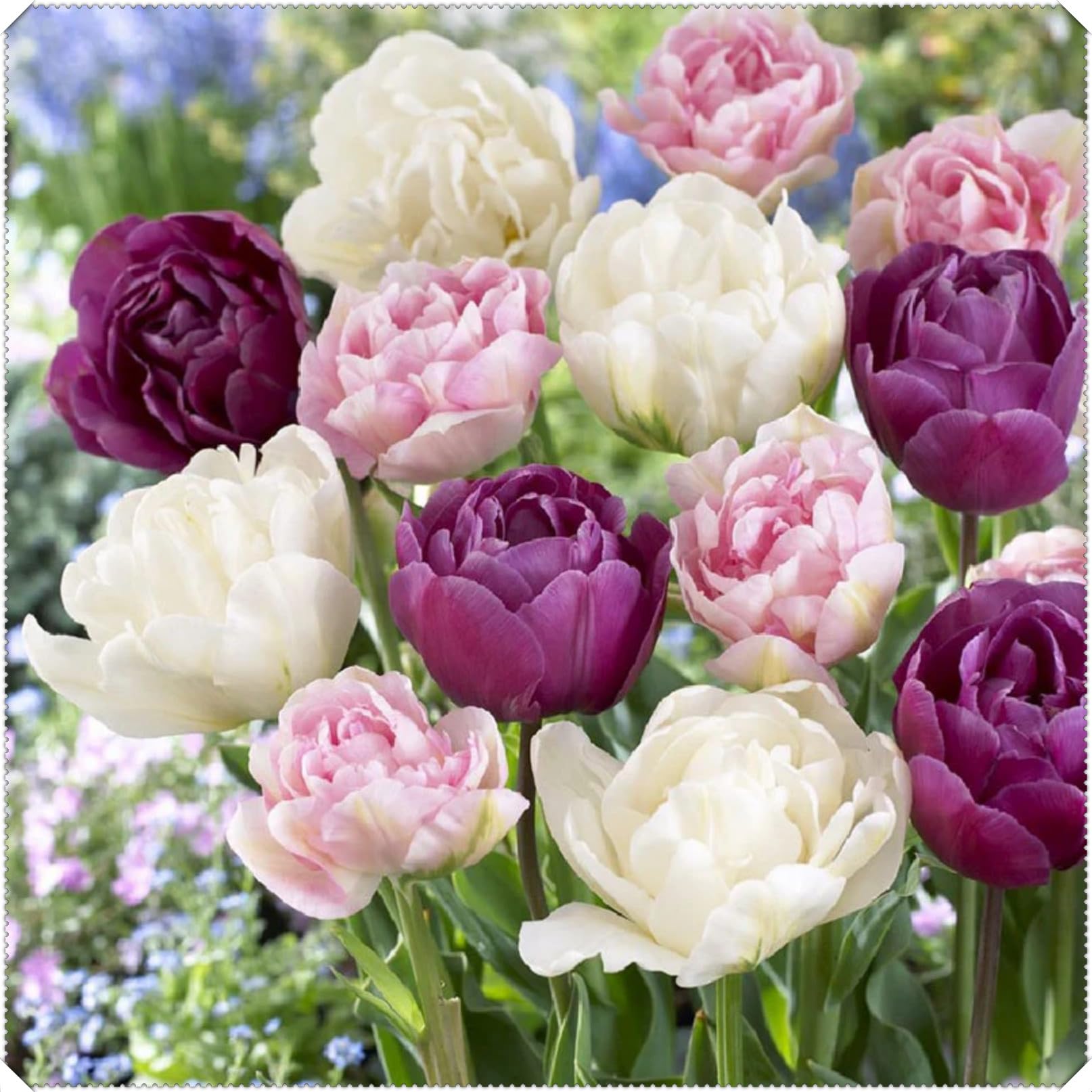Perennial Double Tulip Spring Flowering Bulbs- Easy to Plant and Maintain- Ideal for Containers- Gardens & Borders | Excellent Display-D-4 Bulbs