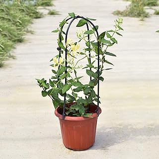 Suchergebnis auf Amazon.de für: obelisk: Garten