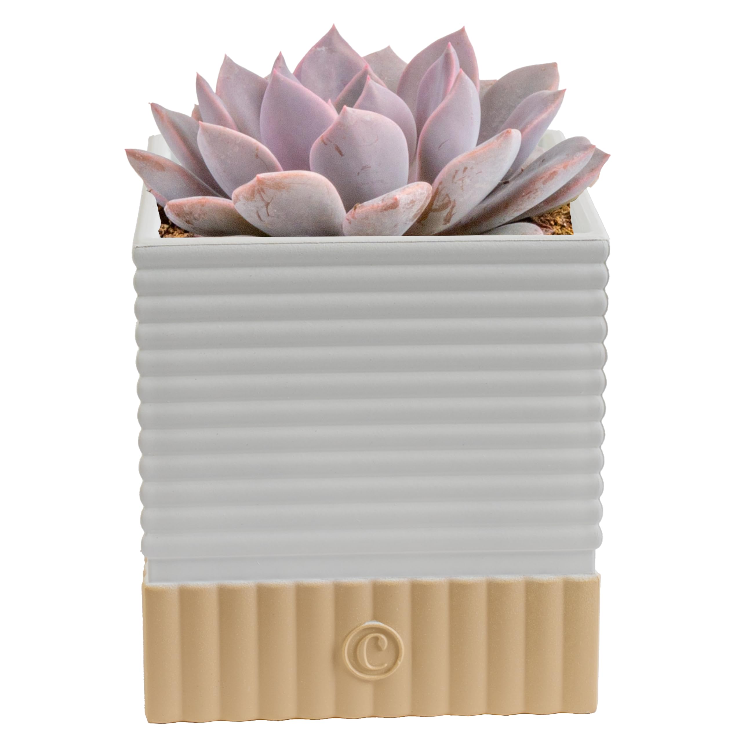 Costa Farms Mini Succulent