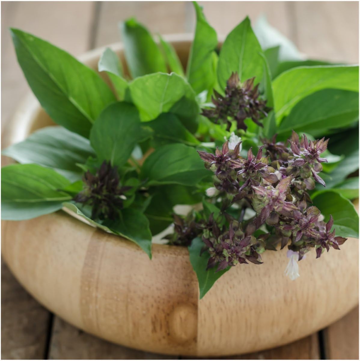 Seed Needs, Thai Basil Herb Seeds for Planting (Ocimum basilicum) Single Package of 500 Seeds - Heirloom, Non-GMO & Untreated