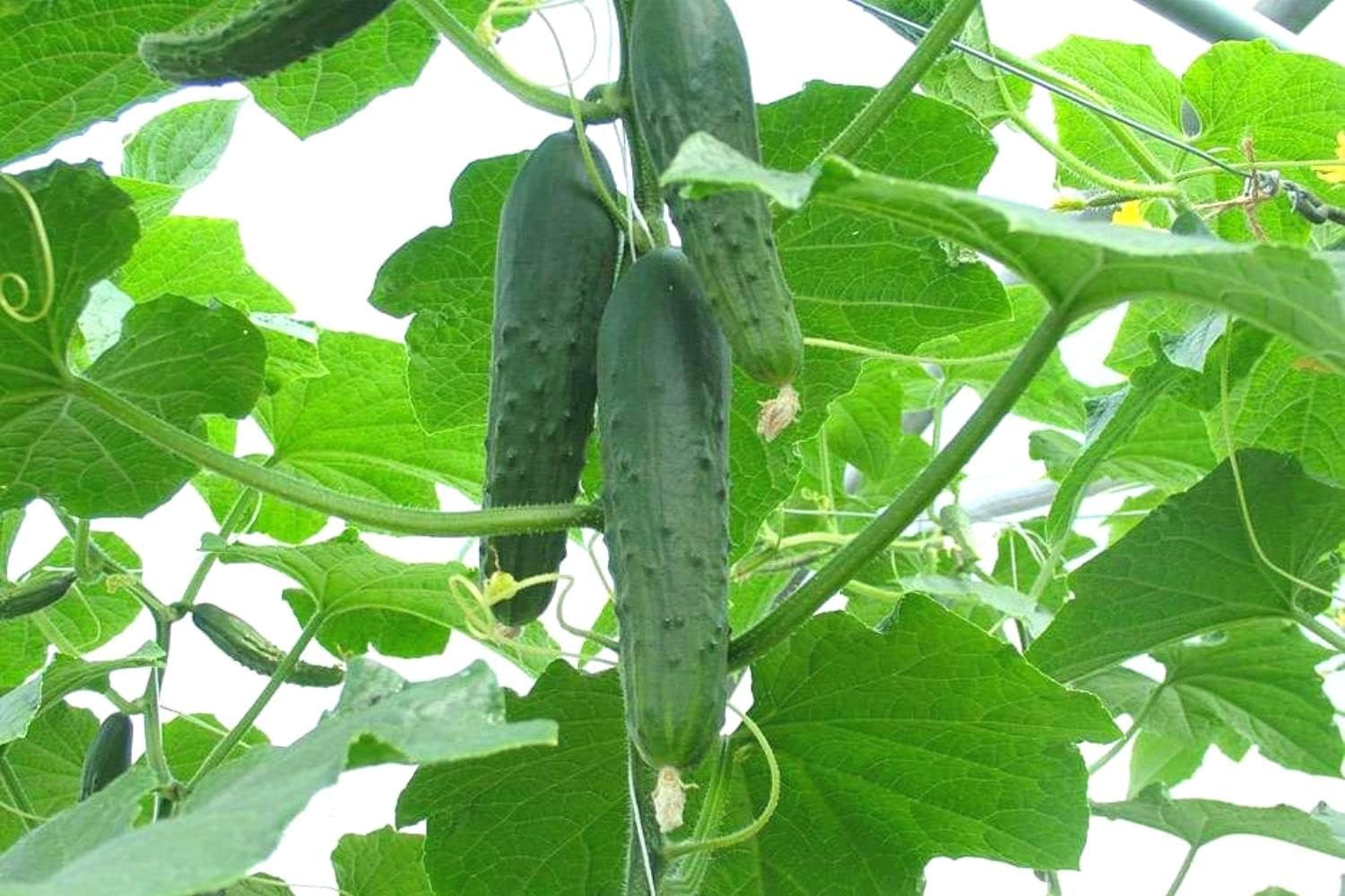 4 Marketmore Cucumber Plants for Growing, Vegetable Plant