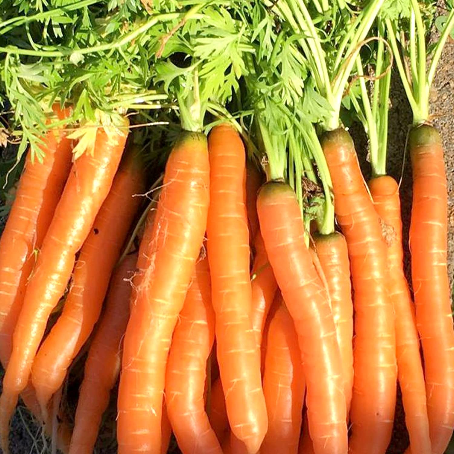 Kraft Seeds by 10CLUB Vegetable Carrot Kuroda Seeds for Home Garden (1 Packet ,2gm) |Summer Vegetables Seeds for Home Gardening |Fresh Gardening Vegetable Planting Seeds for Kitchen (B082L2HRHF) Amazon Price History, Amazon Price Tracker