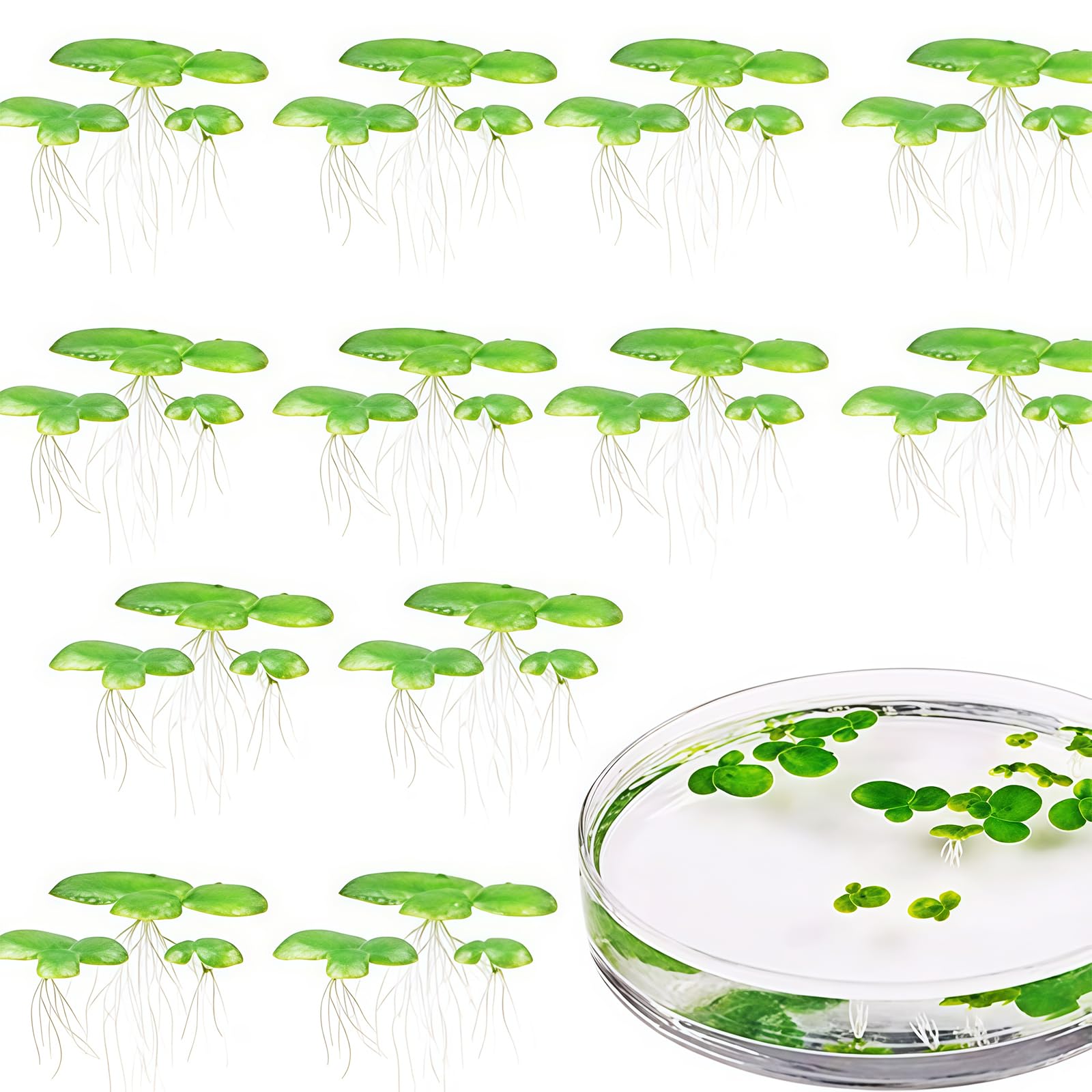 Msioytog 2 Pack Synthetic Floating Duckweed for Aquarium Decoration Realistic Water Surfaces Plant Simulation Fish Tanks Decors with Roots