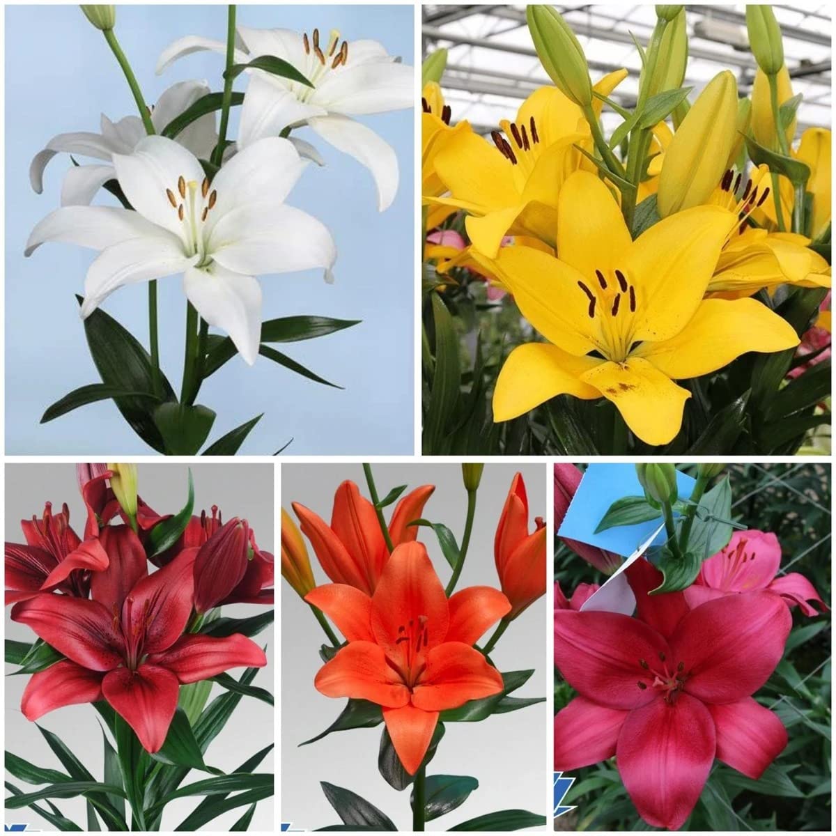 PLANTOGALLERY Flower Bulbs | Lilium Bulbs For Home Garden Set of 6 Bulbs (Mix) (B09FLV55X6) Amazon Price History, Amazon Price Tracker