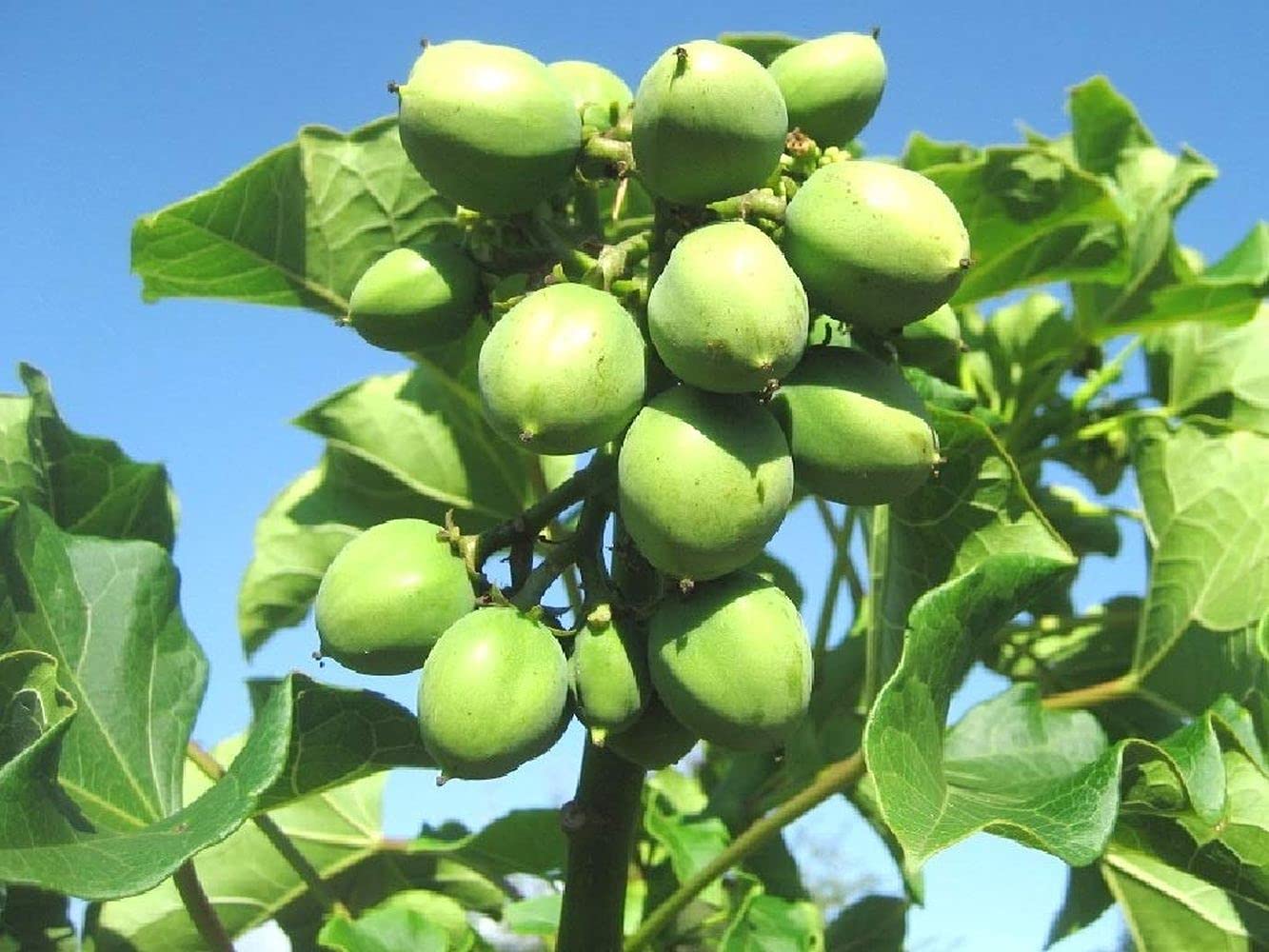 PLANTOGALLERY Flower Plant Seeds CherryBlossom/Ratanjot Plant