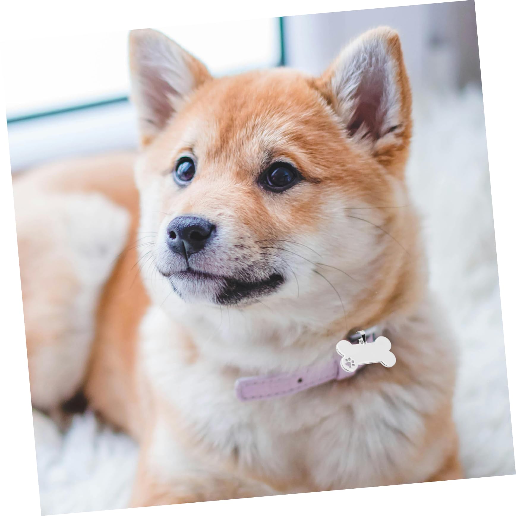 SUPVOX 20pezzi Medagliette Identificative Acciaio Inossidabile Per Animali Domestici Targhette Forma Di Osso Per Cuccioli Accessori Antismarrimento Incisi Design Elegante e Durevole Per