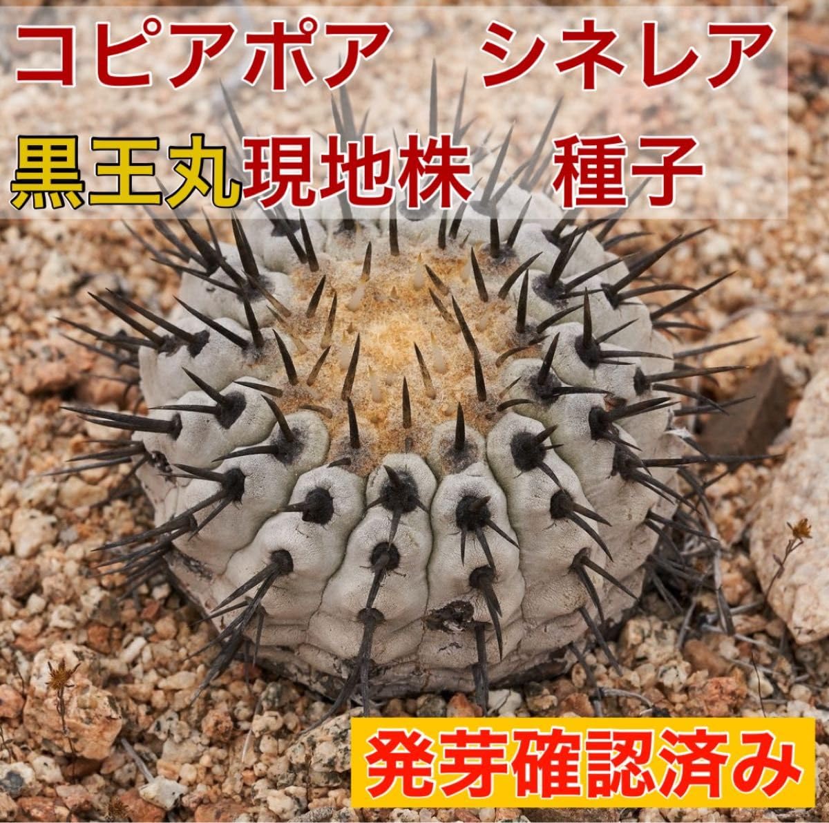 Amazon.co.jp: 発芽確認済コピアポア シネレア（黒王丸）種子10粒
