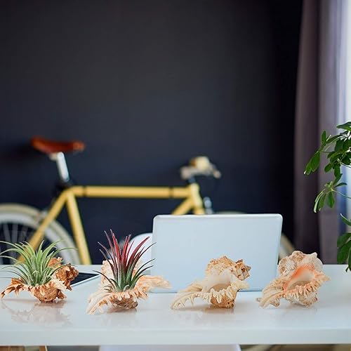 Vista 13 de Paquete de 5 mini soportes para plantas de aire con concha de erizo de mar, maceta decorativa de 1.4 a 3.7 pulgadas, contenedor de exhibición