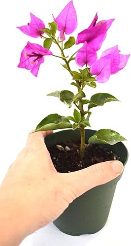 Miniatura 6 de 9GreenBox - Planta de buganvilla púrpura real - Interioresfuera o bonsái - 4 macetas