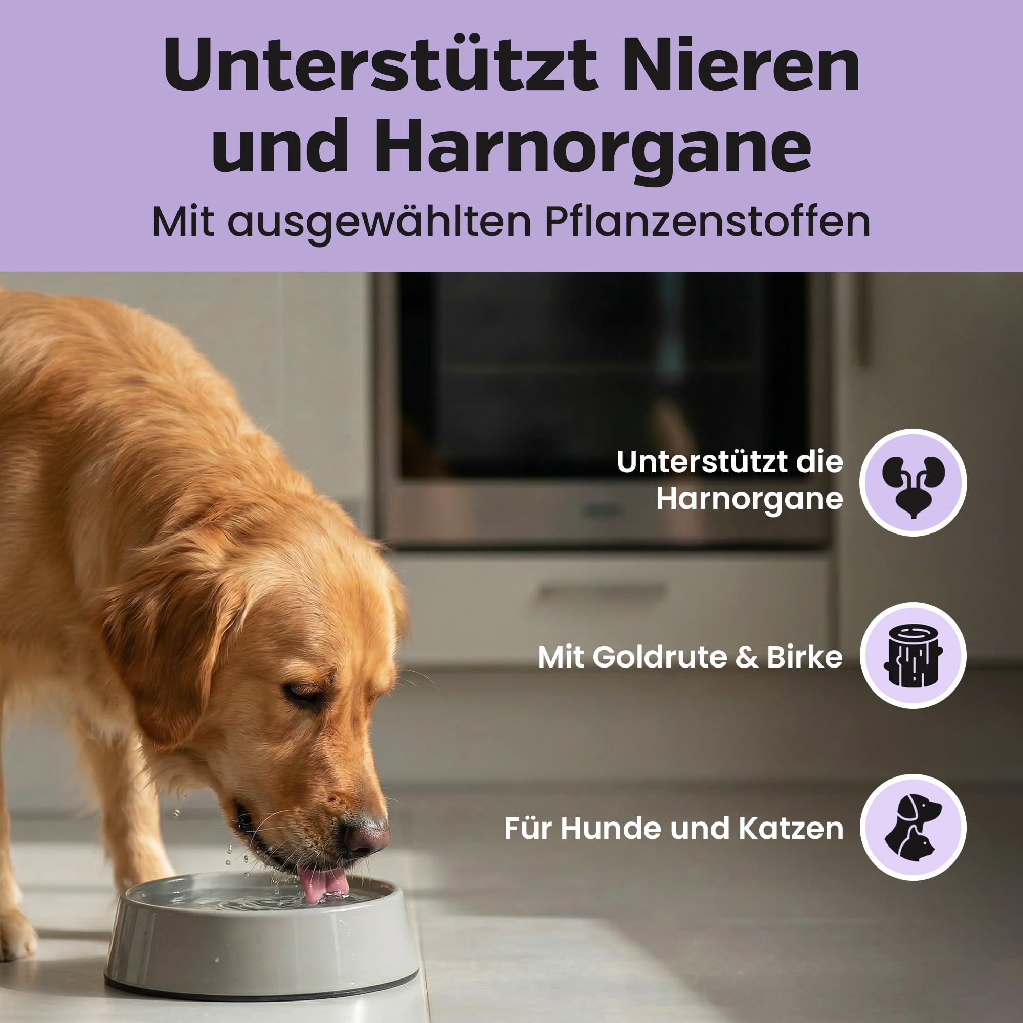 alfavet Nephrostat 100 ml – Ergänzungsfuttermittel für Hunde & Katzen – Tonikum zur Unterstützung der Harnorgane – Mit Goldrute, Birke & Orthosiphon – Inkl. Dosierspritze
