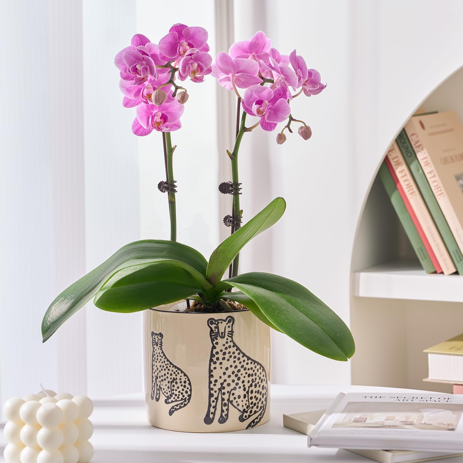 STHIE 5 Inch Ceramic Planters for Indoor Plants, Funny Small Plant Pots with Drainage, Unique Decorative Cute Flower Pot Panthers Round Flowerpots