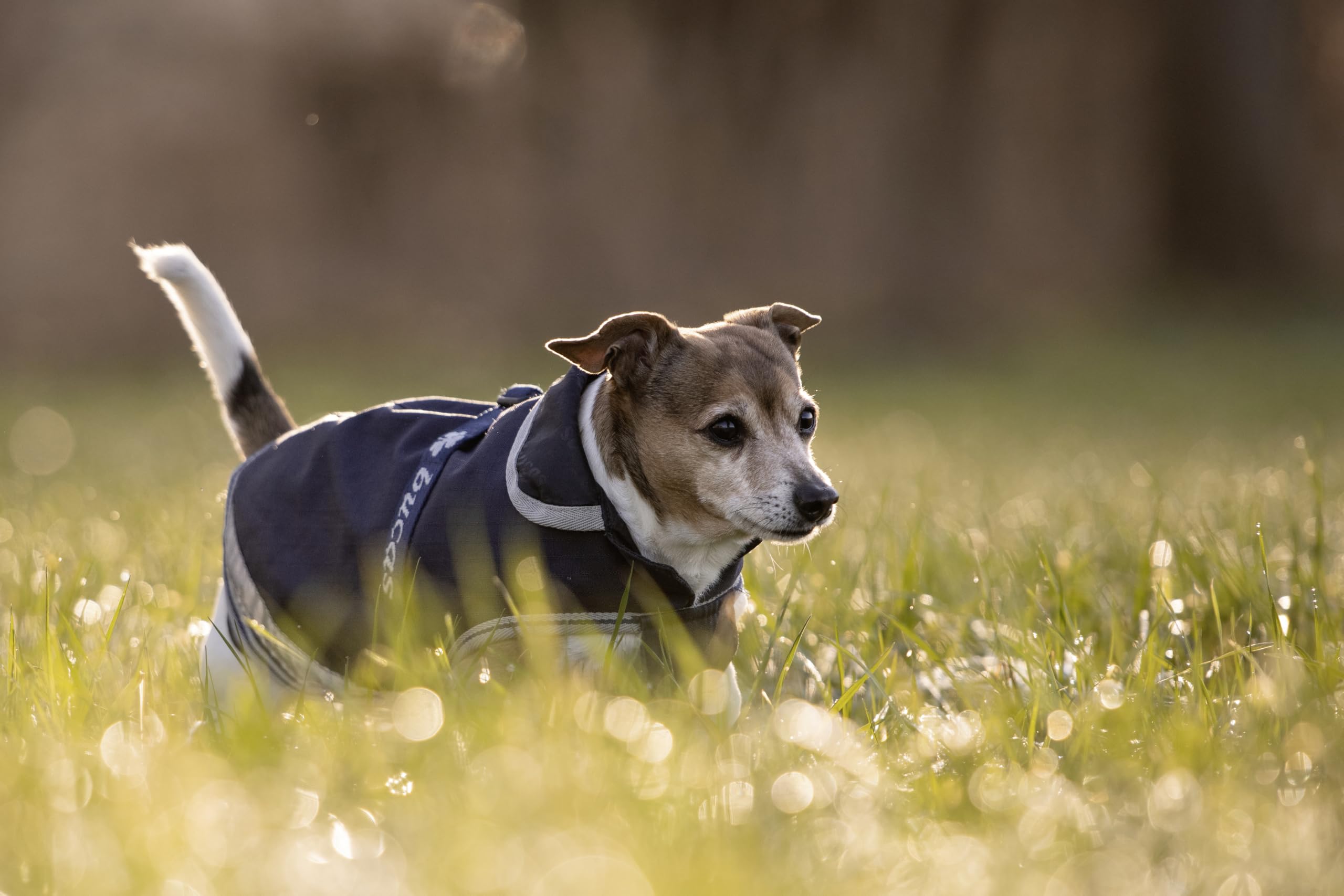 Bucas Hundemantel Freedom, Blau, Größe XXL, Länge 60 cm, Halsumfang 64 cm