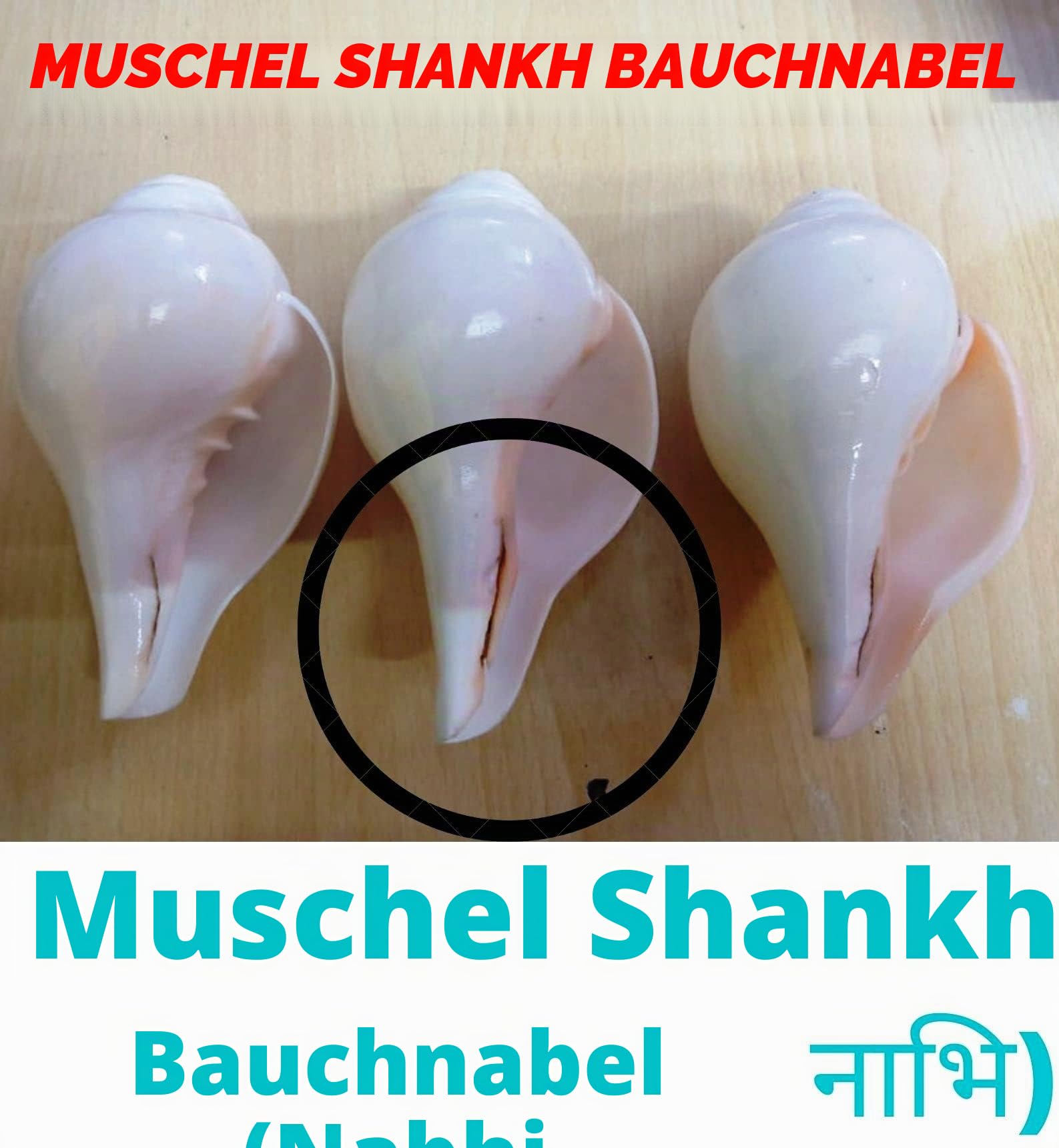 Original Blasender Schaft (VAMAVARTI BAJNEWALA) Schneckenmuschel – lauter und großer Vamavarti blätender Schaft (weiß) ~ Shankha-Muschelschalen – Meeresmuschel für Lungenstärke/Immunität 5" inch weiß