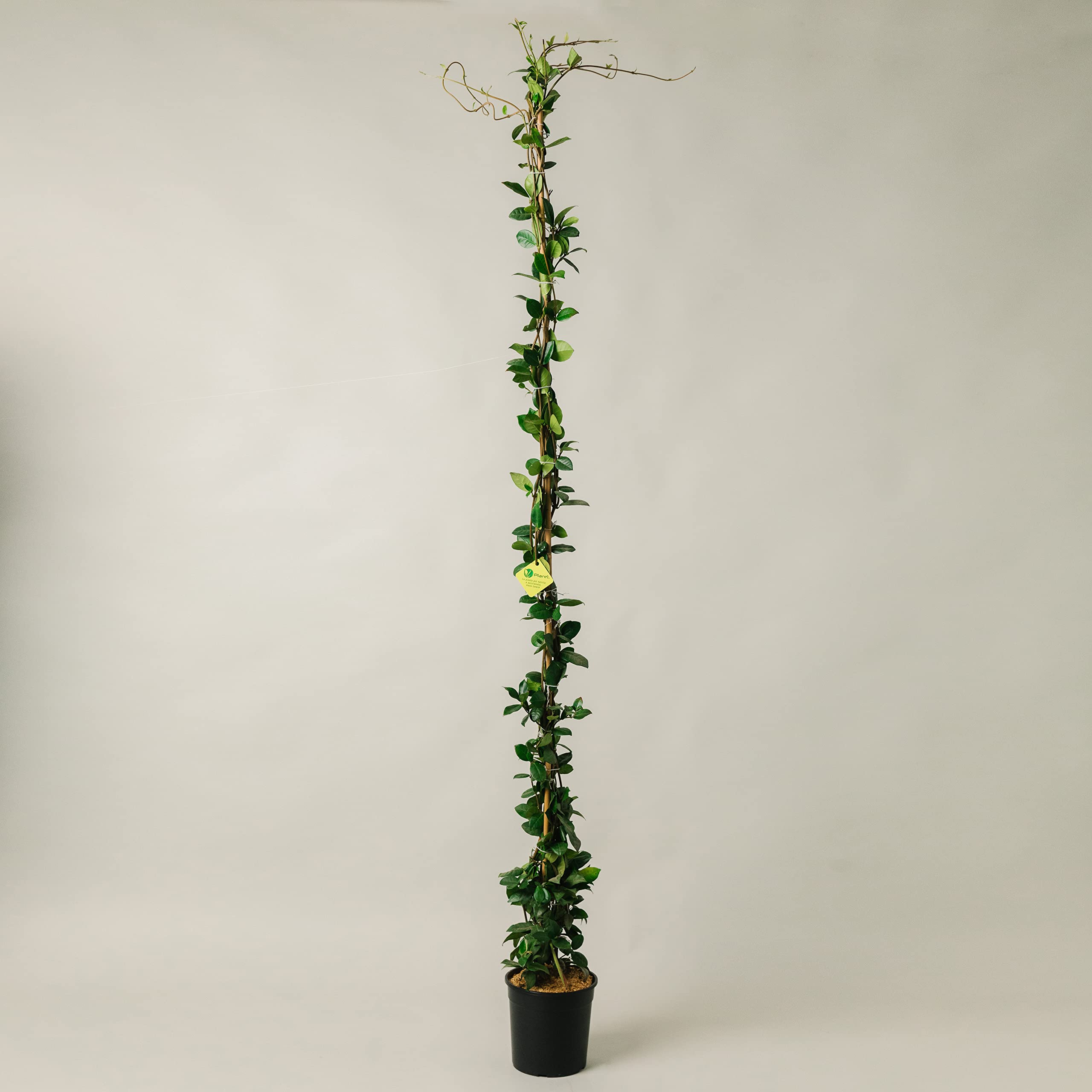 GELSOMINO RINCOSPERMUN in vaso da 19cm ed altezza 180cm. Piante da giardino Gelsomino rampicante, piante da esterno vere e piante rampicanti da esterno. 6 mesi di concimazione con Plantì.