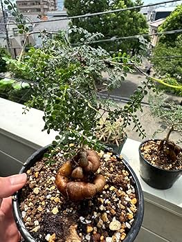 【鉢のまま宅急便発送】パキプス　実生株⑦ 鉢のまま宅急便発送】パキプス 実生株⑦