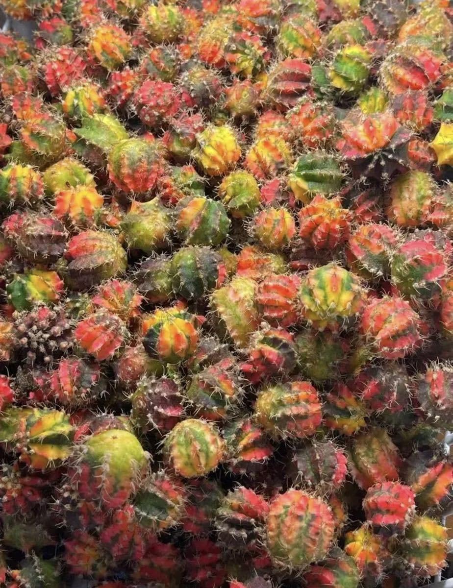 Amazon.co.jp: 多肉植物 サボテン ギムノカリキウム ハイブリッド 緋