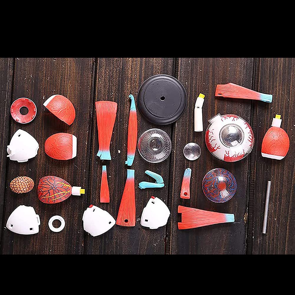 Amazon.co.jp: 人体眼球模型。眼模型。眼球解剖模型。32分解可能人体