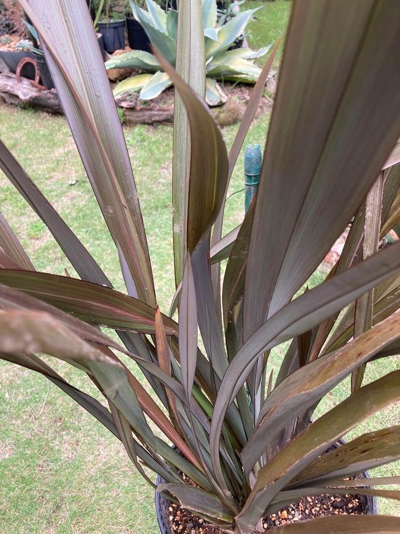 極耐寒性ニューサイラン ブロンズ南国リゾート西海岸ドライガーデン