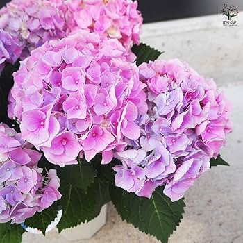 Amazon.co.jp: ITANSE アジサイ ハイリバー・オーロラ 5号 1個