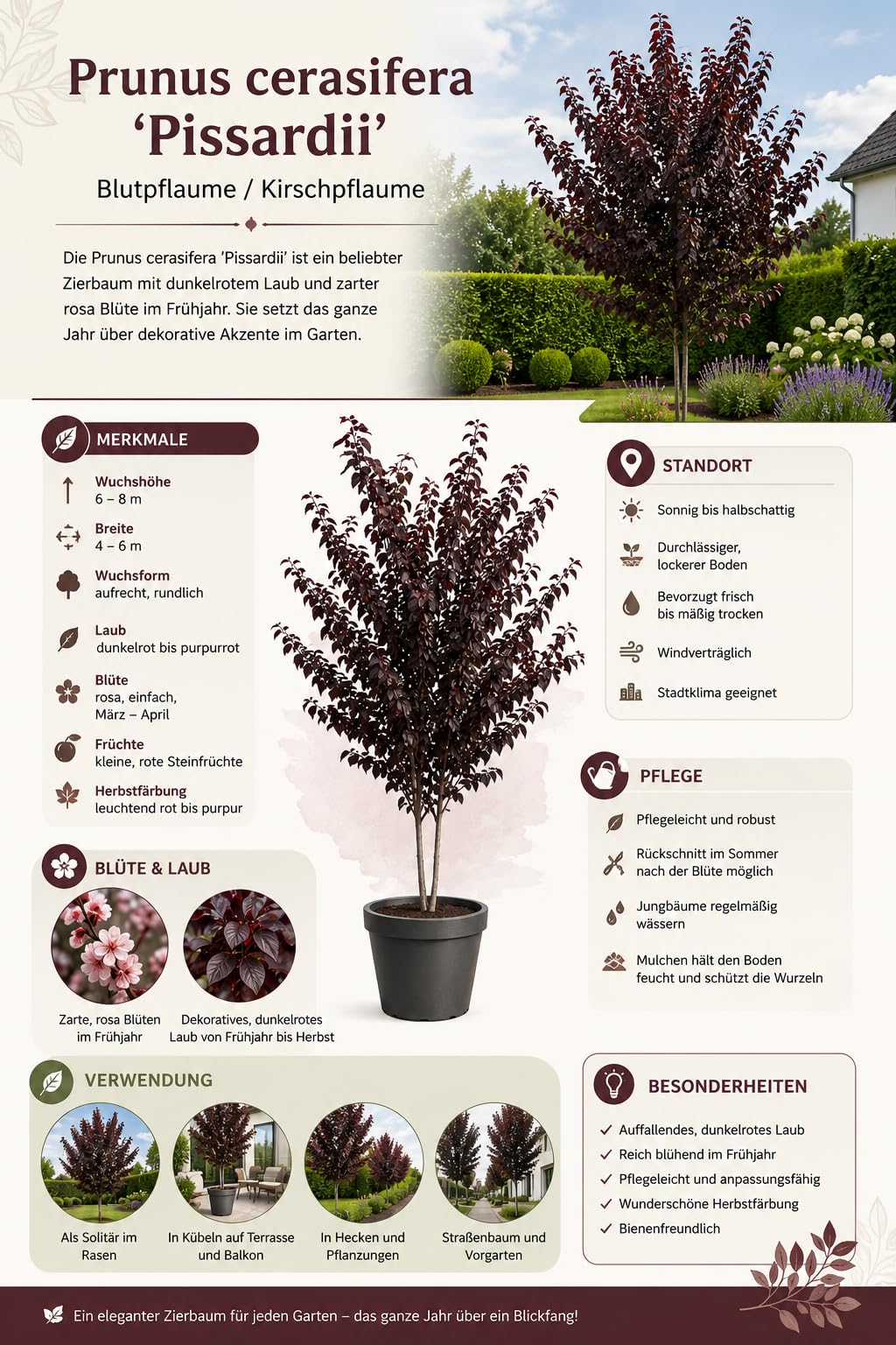 Blutpflaume Prunus cerasifera 'Pissardii' ca. 200 cm – Rotlaubiger Zierbaum, Zierpflaume mit rosa Blüte, winterhart, bienenfreundlich, Solitärbaum für Garten, Vorgarten & Allee