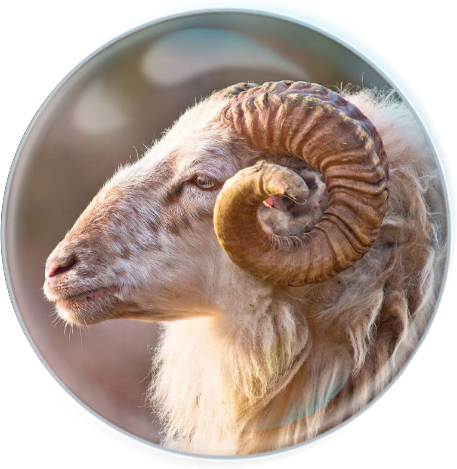 Magnidome - Bighorn Sheep Fridge Magnet from Deluxebase. Cute Crystal Glass Dome Magnet for Refrigerator, Whiteboard and Locker. Unique Animal Gift for Office and Home Decor