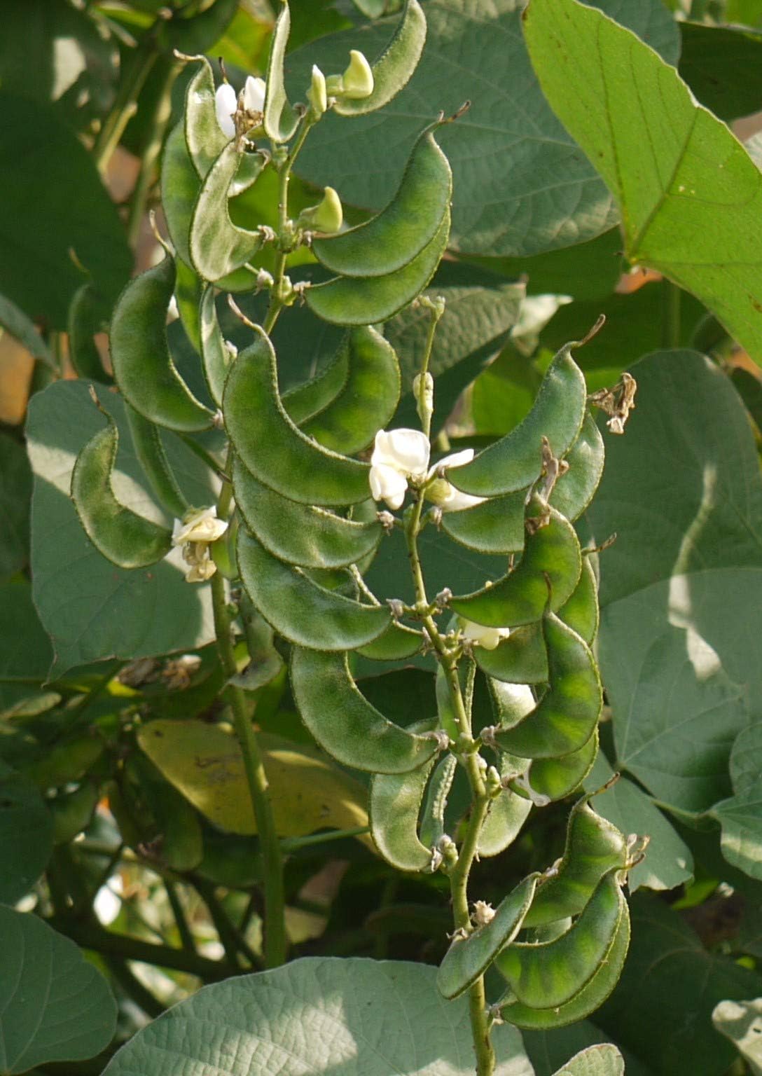 CooPany® AVARAI, AMARAKA,HYACINTH, DOLICHOS BEAN SEEDS PACK OF 75 SEEDS