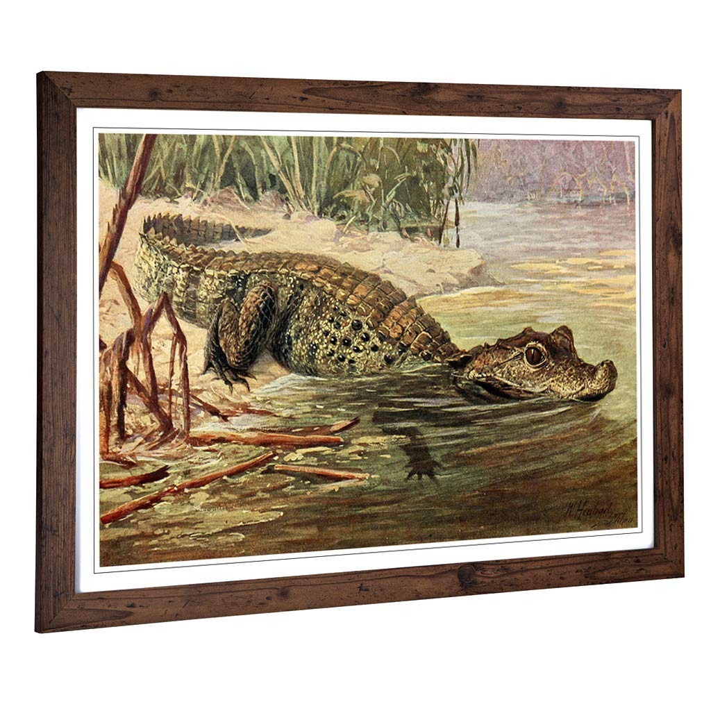 Big Box Art Framed Print of Vintage Heubach. Walter Crocodile Design | Wall Art Picture | Home Decor for Kitchen, Living Room, Bedroom, Hallway, Walnut, A2 / 24.5x18 Inch / 62x45cm