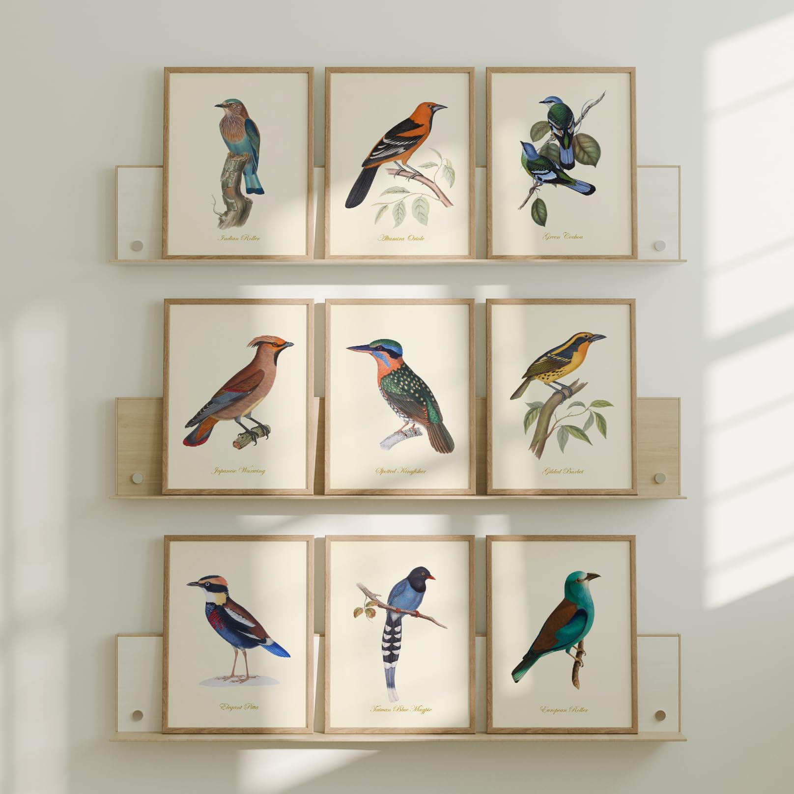 Amazon.com: Vintage Bird Wall Art Prints Set of 9 - Audubon
