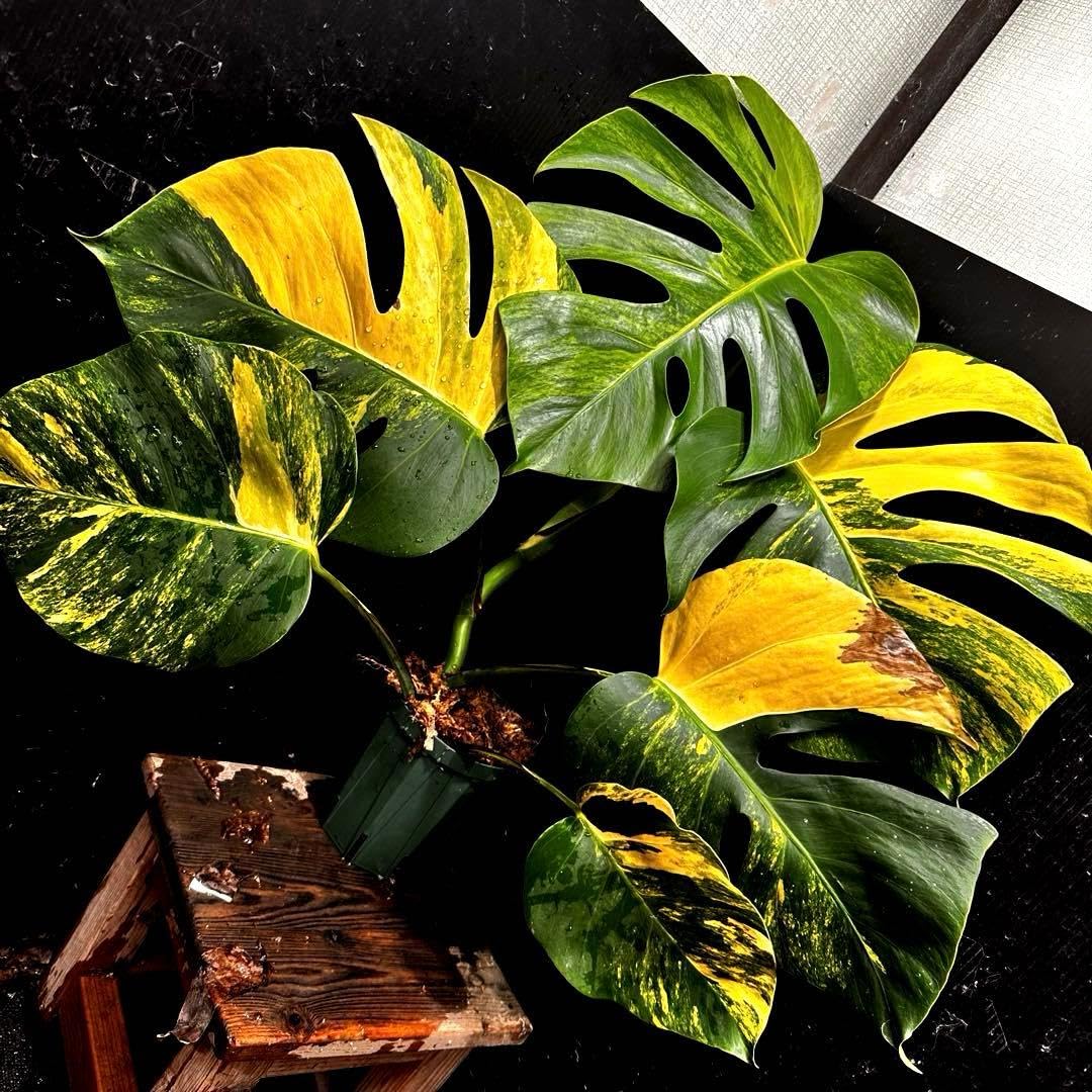は*か様 斑入りモンステラボルシギアナオーレア黄斑4号鉢植え55cm発根済み安心 Amazon｜斑入りモンステラボルシギアナオー黄斑4号鉢植え63cm発根済み