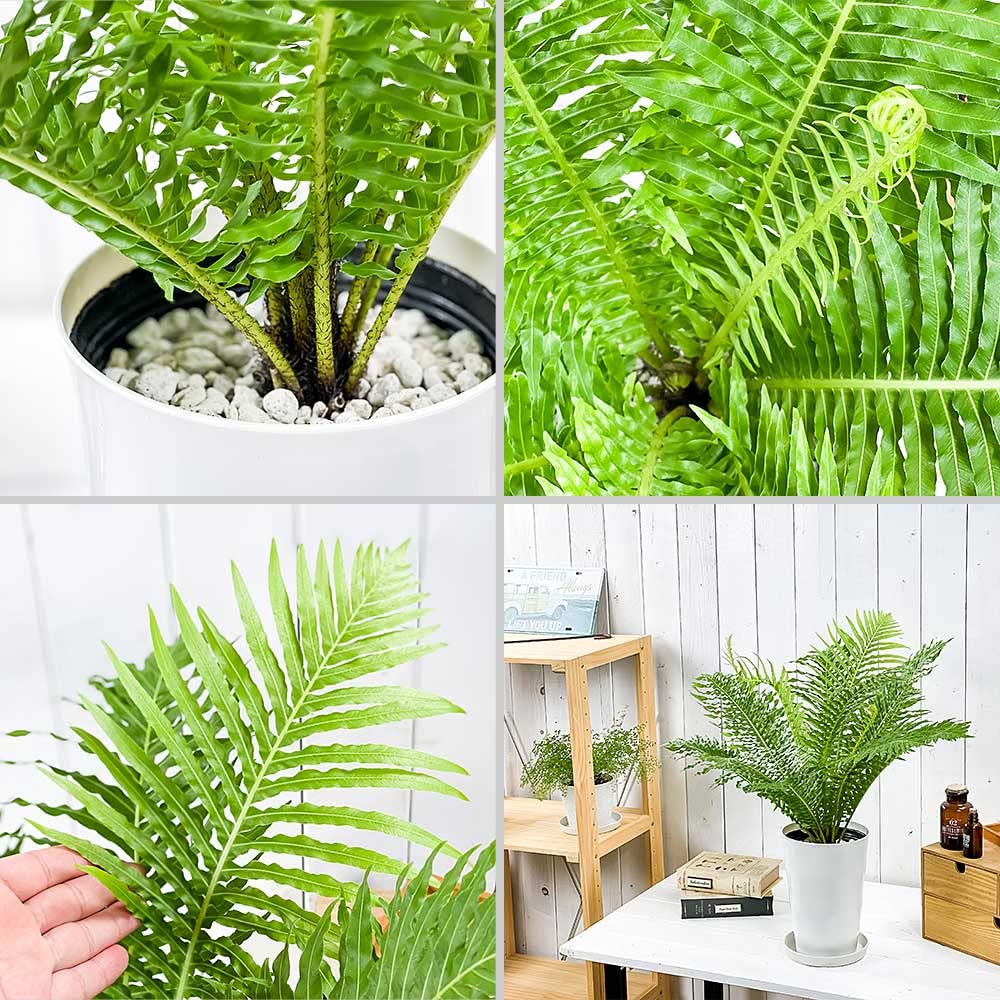 Amazon.co.jp: PLANCHU 観葉植物 ブレクナム シルバーレディ 6号鉢