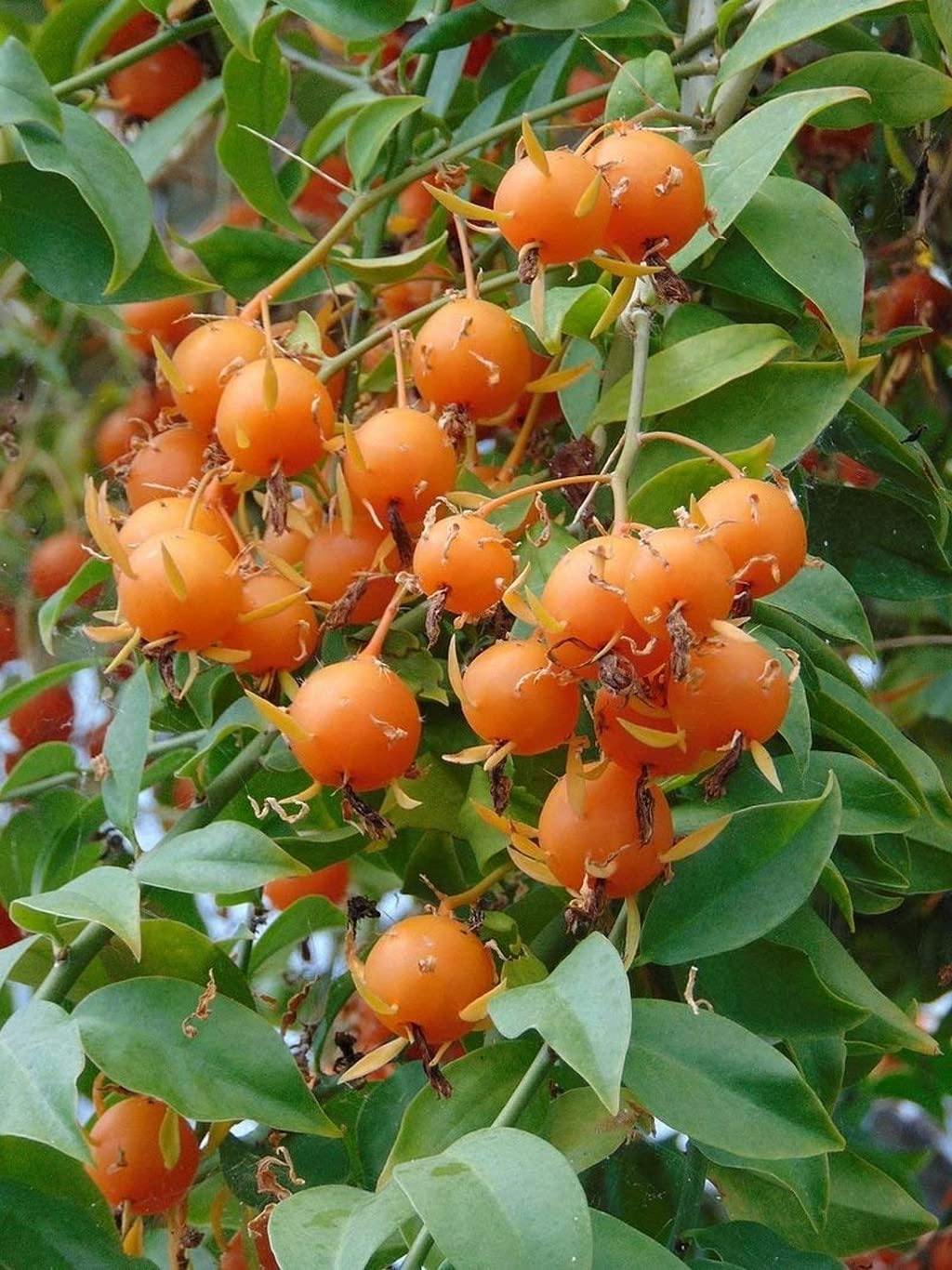 Creative Farmer Live Fruit Plant Lemon Vine Garden (Healthy Plant) (B09QSNH9ZS) Amazon Price History, Amazon Price Tracker