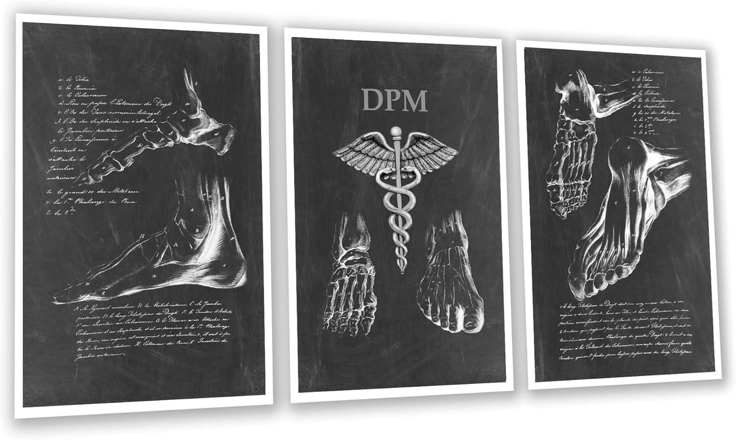 Gnosis Picture Archive DPM Medical Foot Anatomy Wall Art, Set of 3 Black and White Prints, Podiatry Office Decor, Unframed, Gift for Podiatrist.