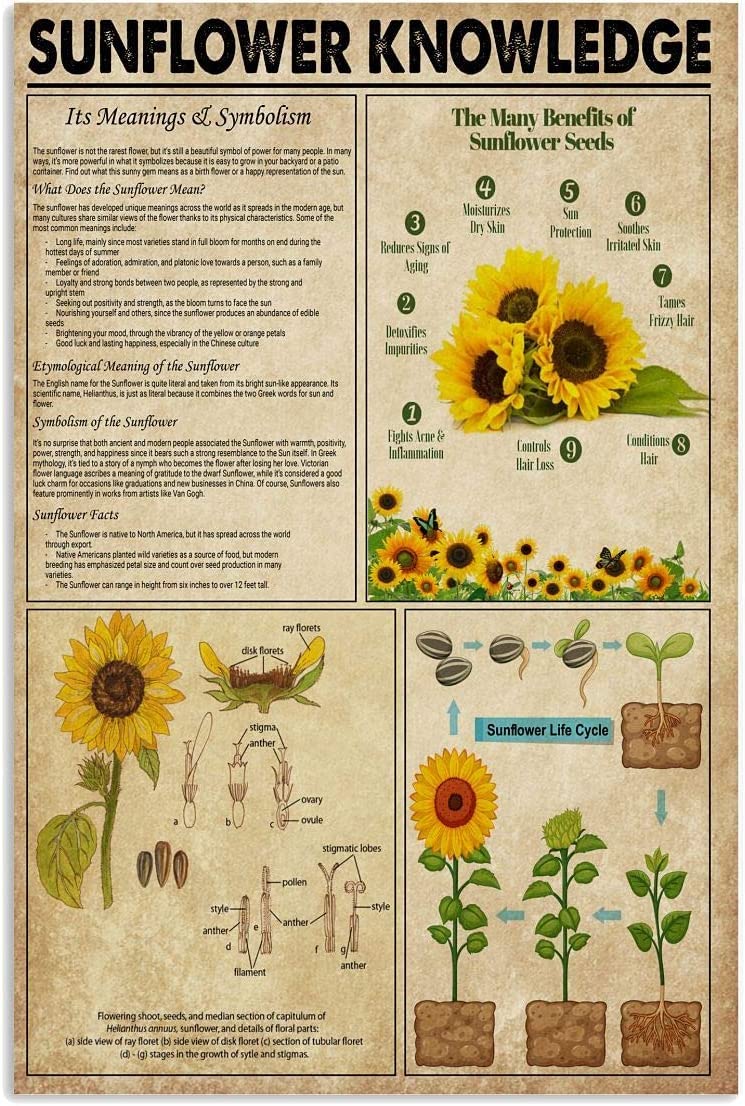 rayprint Sunflower Knowledge Metal Signs Sunflower Infographic Reading Tin Posters Farmer's Reference Guide Plaques Farmhouse Farm Home Wall Decor 12x16inch