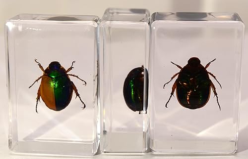 Miniatura 91 de Escarabajo de algodoncillo azul cobalto real de 1.732 in en espécimen de resina de lucita cristalina, insectos, insectos preservados, colección