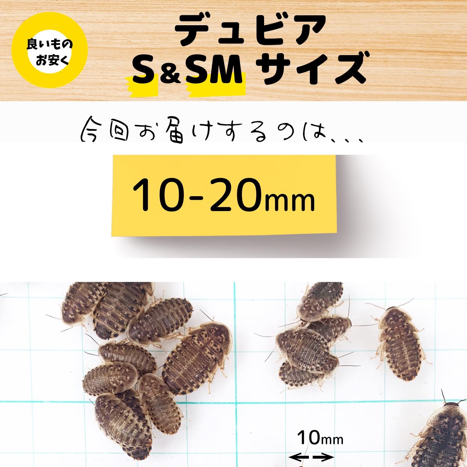 デュビア サイズMIX ケース付き デュビア 爬虫類 餌用 全サイズMIX