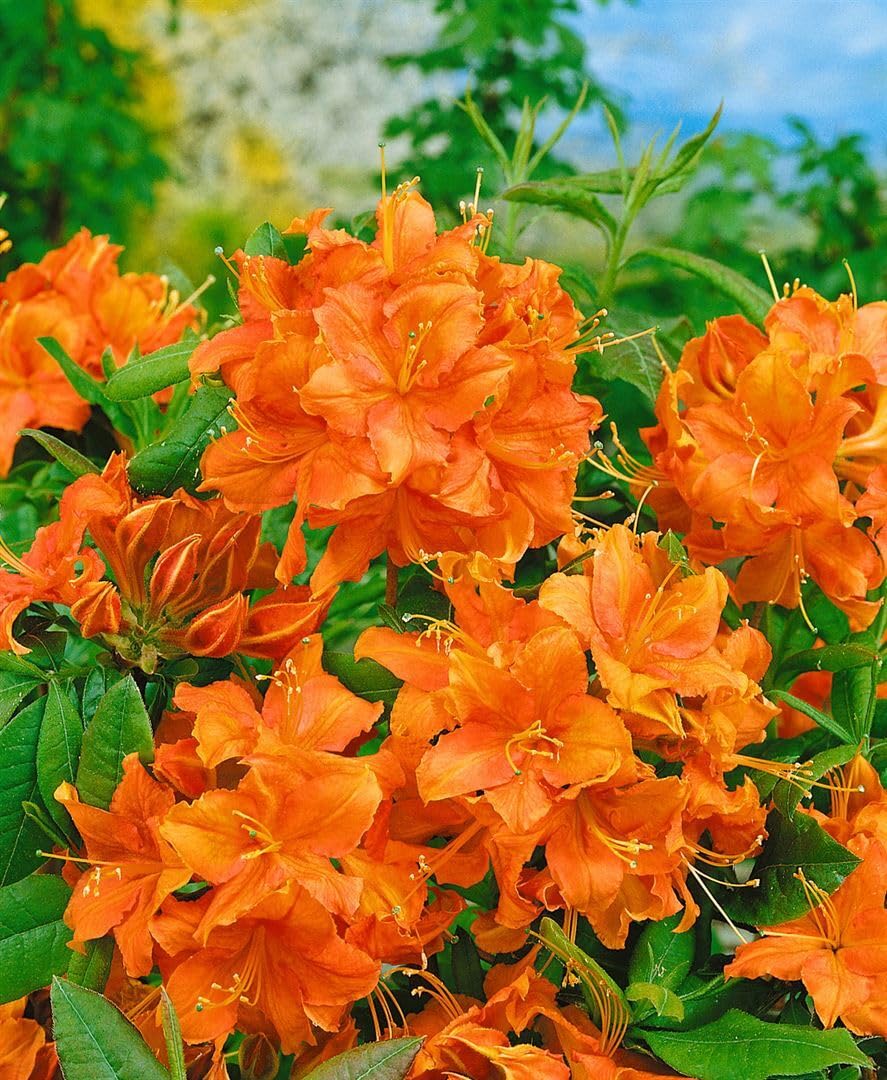 Azalia Rhododendron luteum Royal Command 60 cm pień mrozoodporny | Jasnożółty kwiat, pachnący, łatwy w pielęgnacji, idealny jako pasjans, przyciąga wzrok w grządce, wytrzymały, trwały