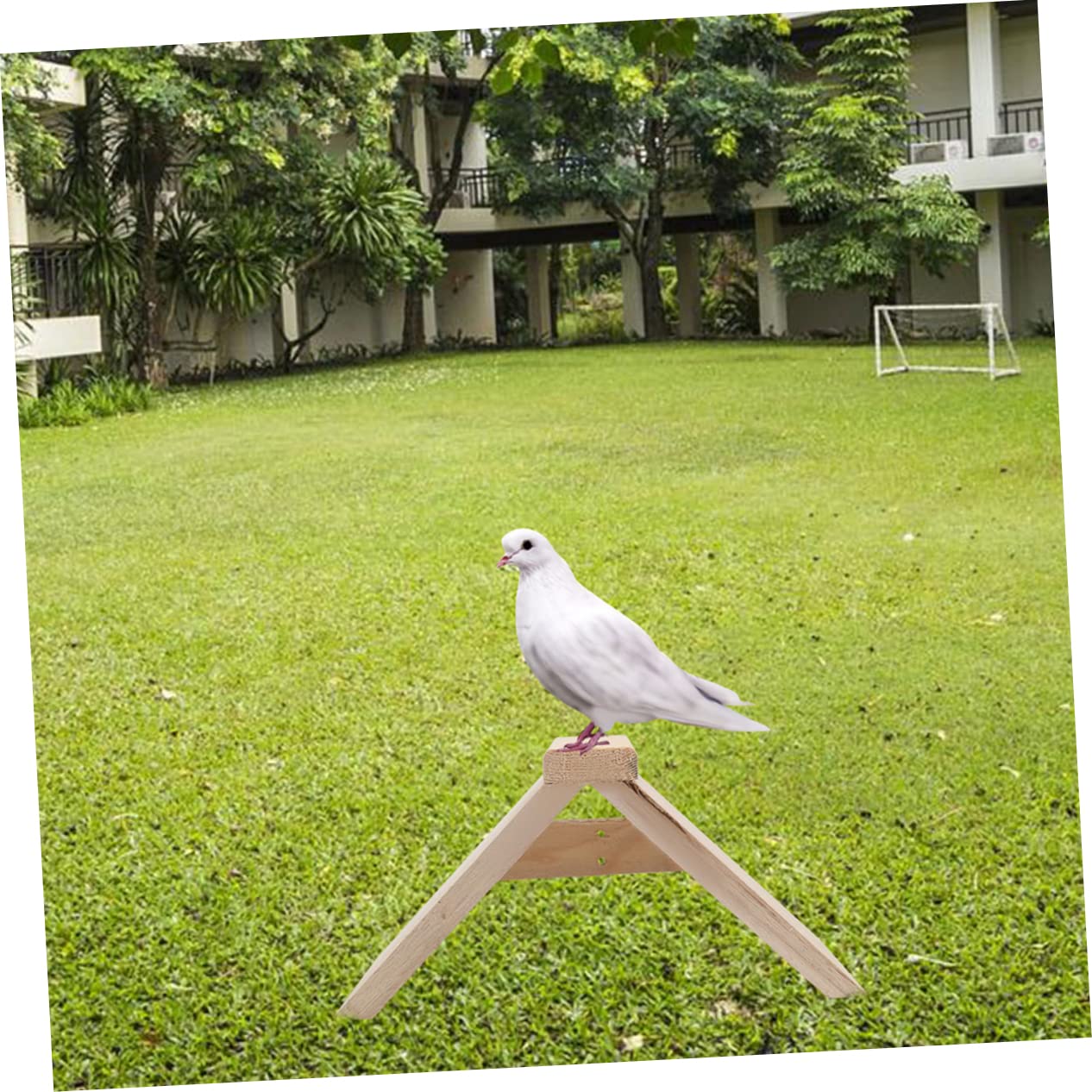COLLBATH Lot De 5 Perchoirs à Pigeons en Bois Naturel Support Stable pour Oiseaux Surface Lisse Polie Adapté Cages à Oiseaux Et Pigeonniers Accessoire De Loisirs pour Perroquets Et