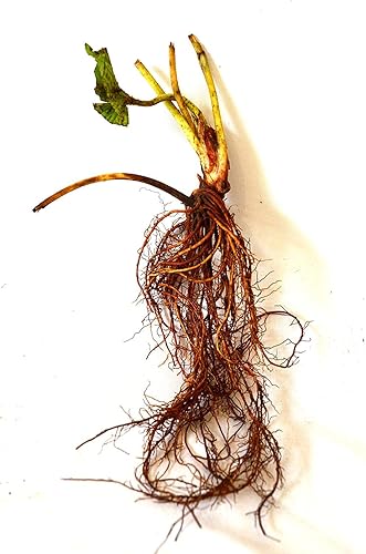 Miniatura 2 de 9GreenBox Albion Everbearing Fresa 25 plantas de raíz desnuda - NUEVO Extra grande y dulce